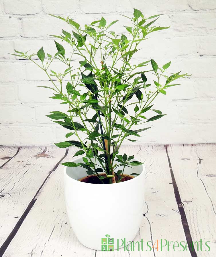 Thai demon chill plant