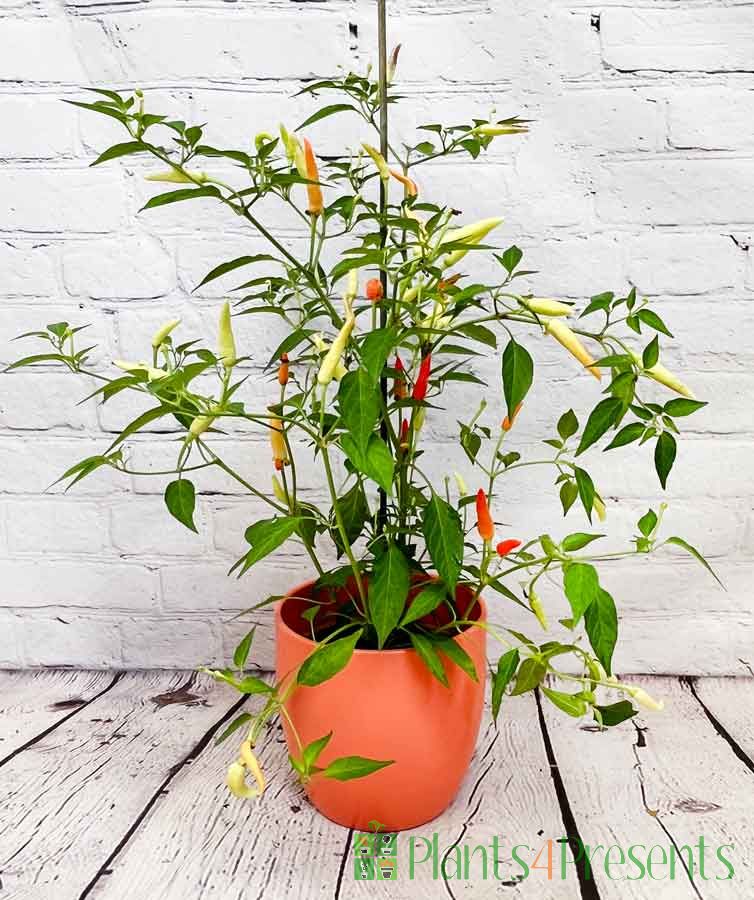 Basket of Fire chilli