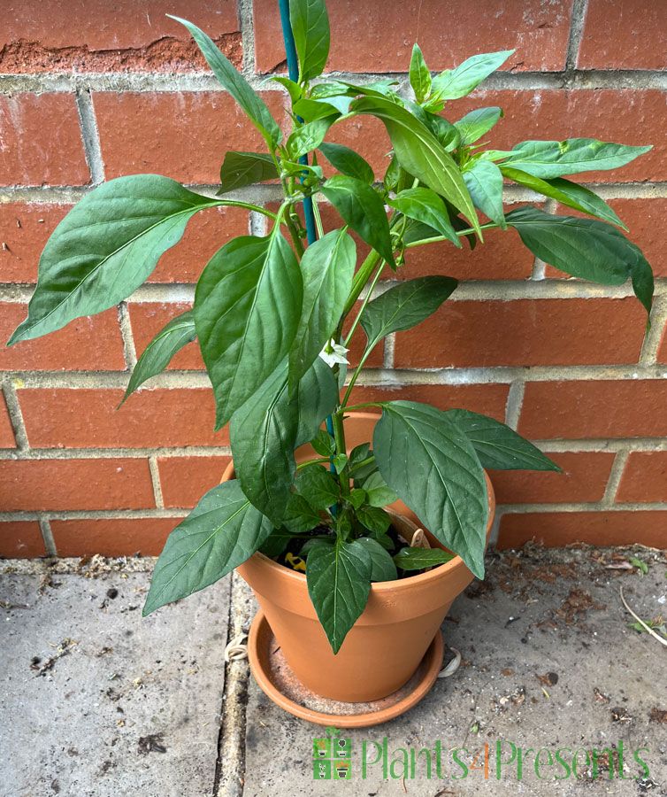 Cheyenne chilli