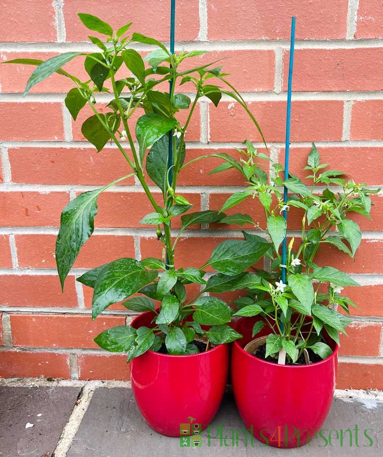 Pair of Chilli plants 2025