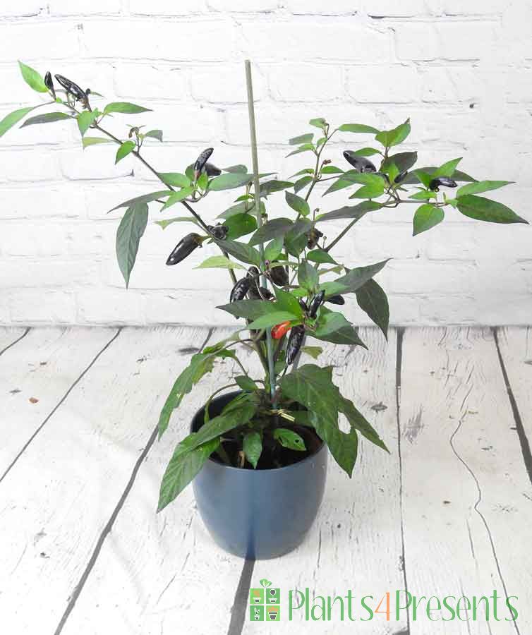 Pot Black Chilli August 2024