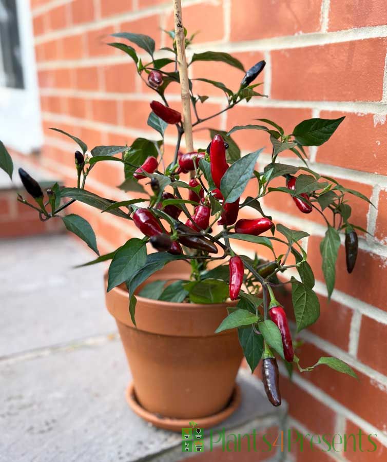 Pot Black Chilli plant with ripe fruits