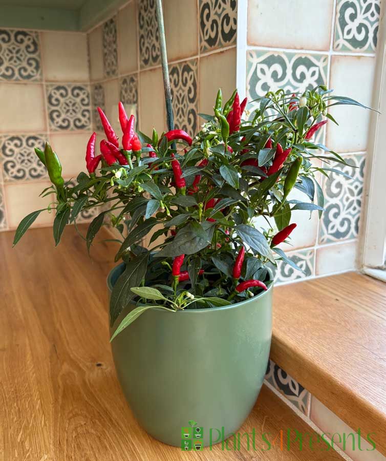 Quickfire Chilli Plant