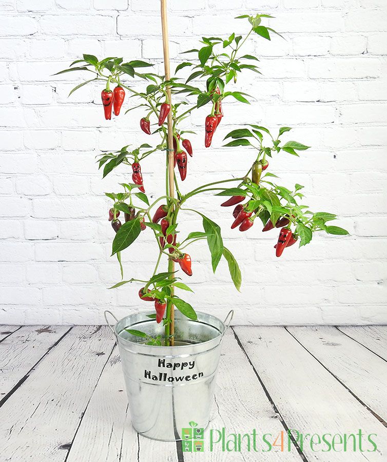 Spooky chilli plant