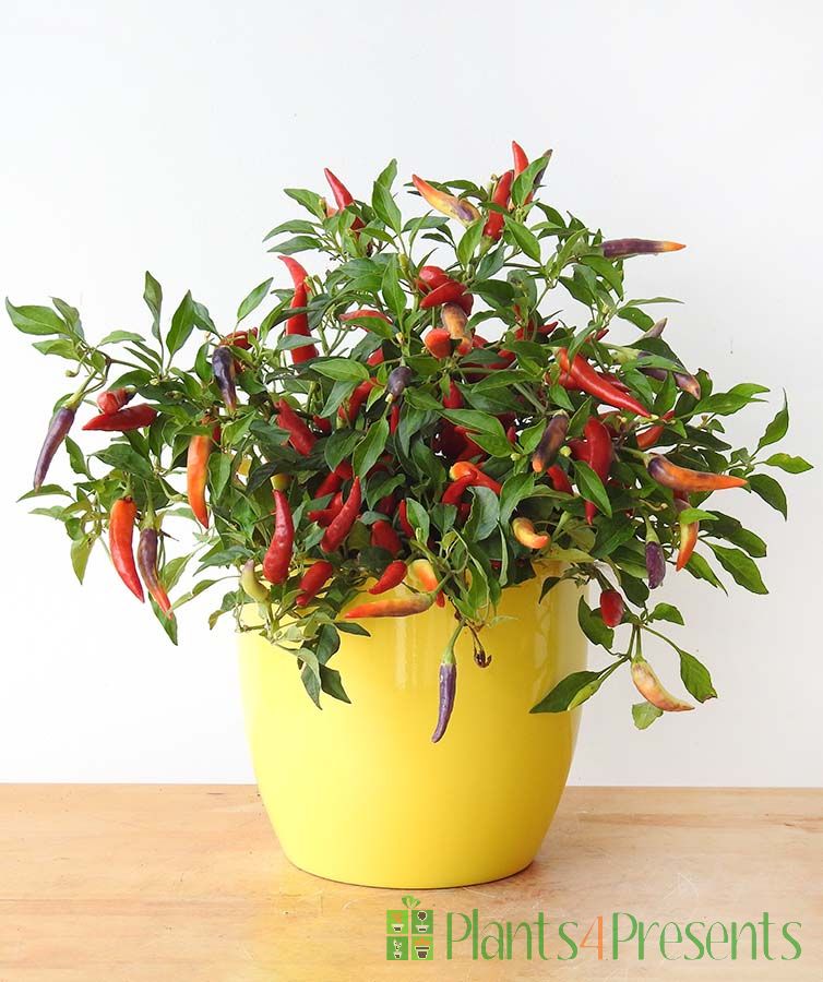 Vulcan Chilli