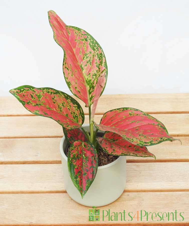 Pink Chinese Evergreen