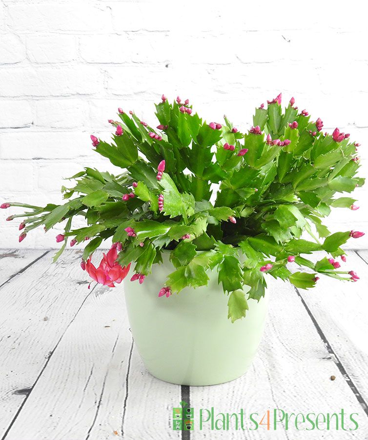 Christmas Cactus in large pale green ceramic pot
