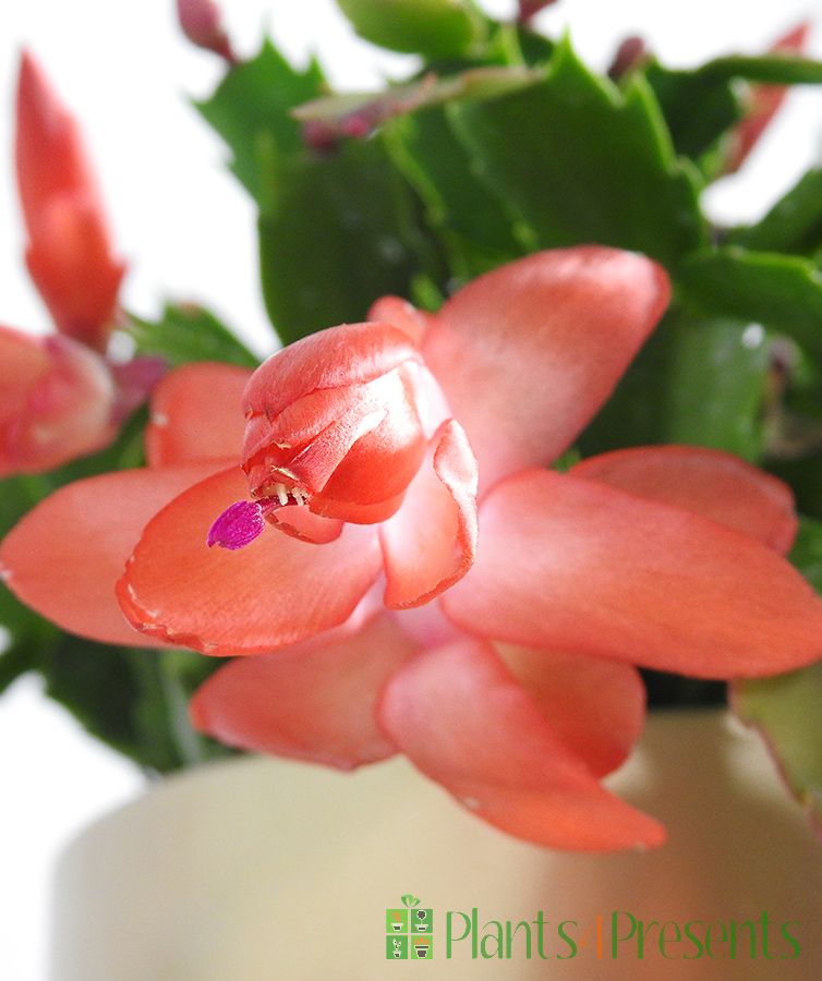 Close up of red Christmas cactus