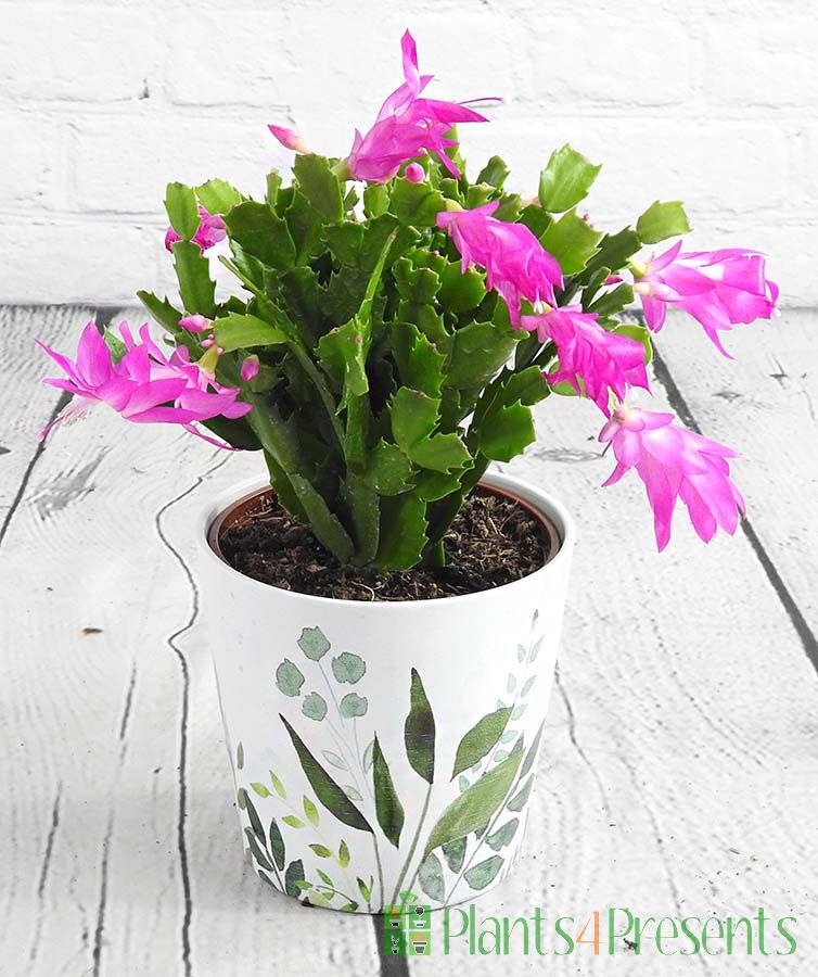 Young Flowering Schlumbergera