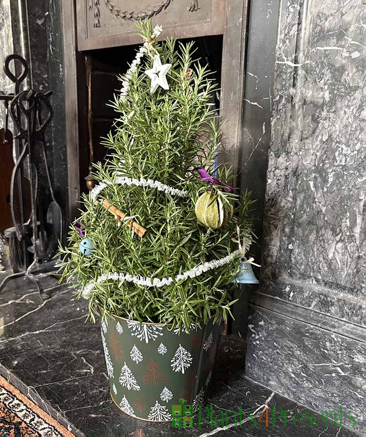 xmas rosemary