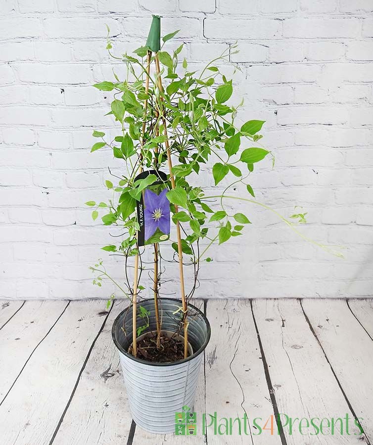 HF Young blue clematis in bud