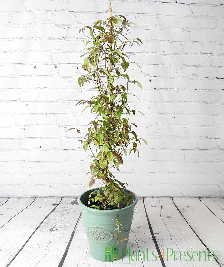 Clematis Broughton Star Sept 2025