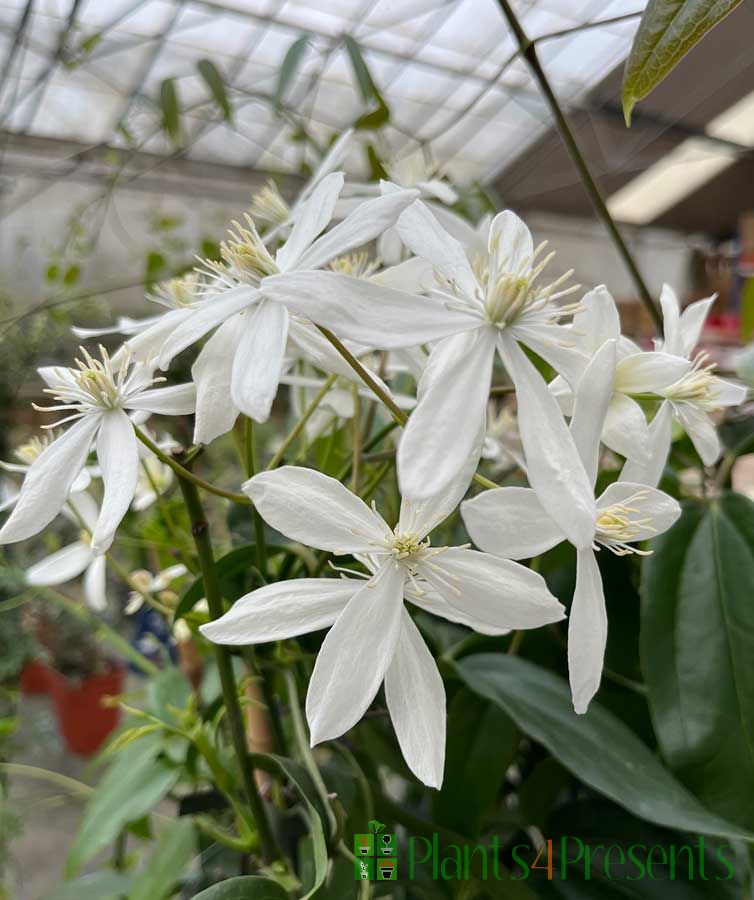 Clematis Armandii flowers March 2025