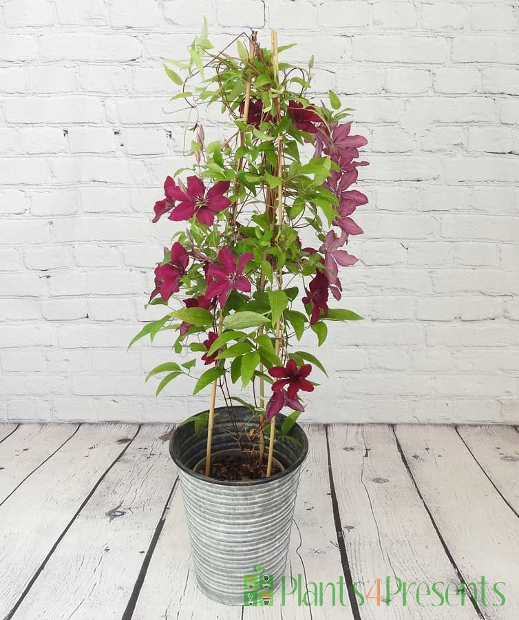 Purple Clematis Ruutel