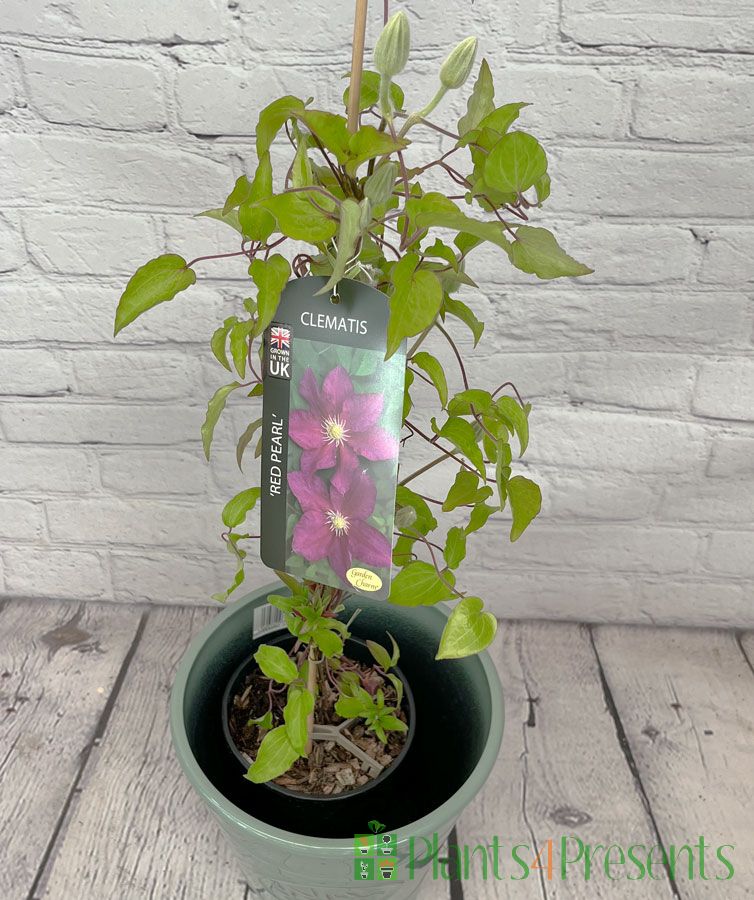 Clematis Red Pearl
