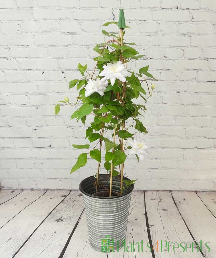 White Clematis           
