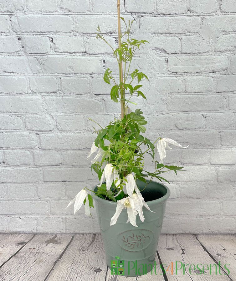 Clematis Broughton Bride