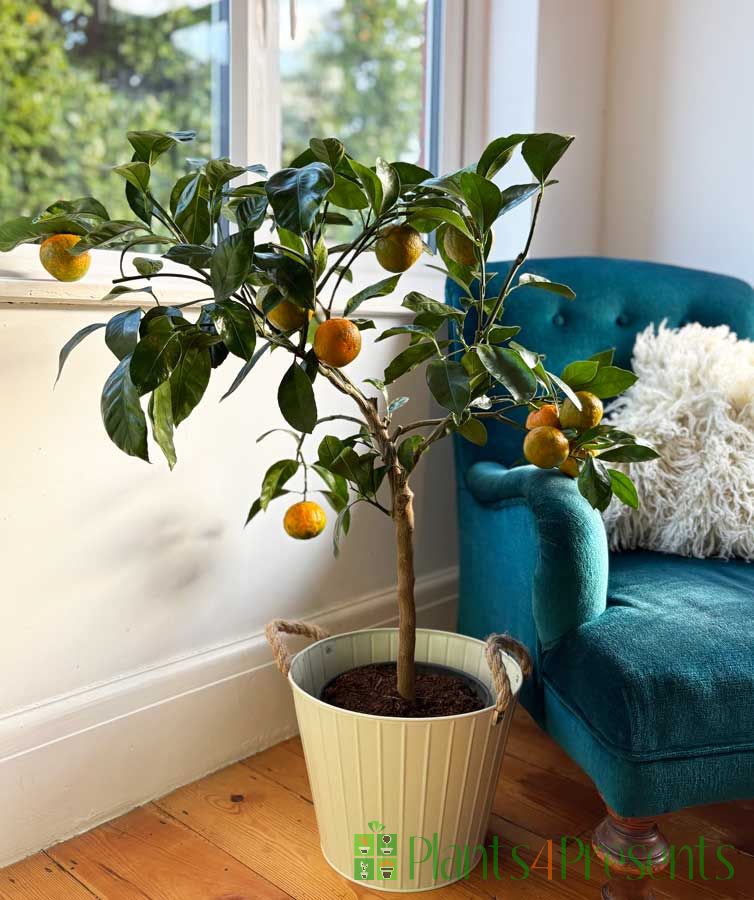 Large Clementine Tree indoors