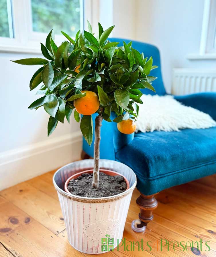 NEW Clementine Tangelo Nova