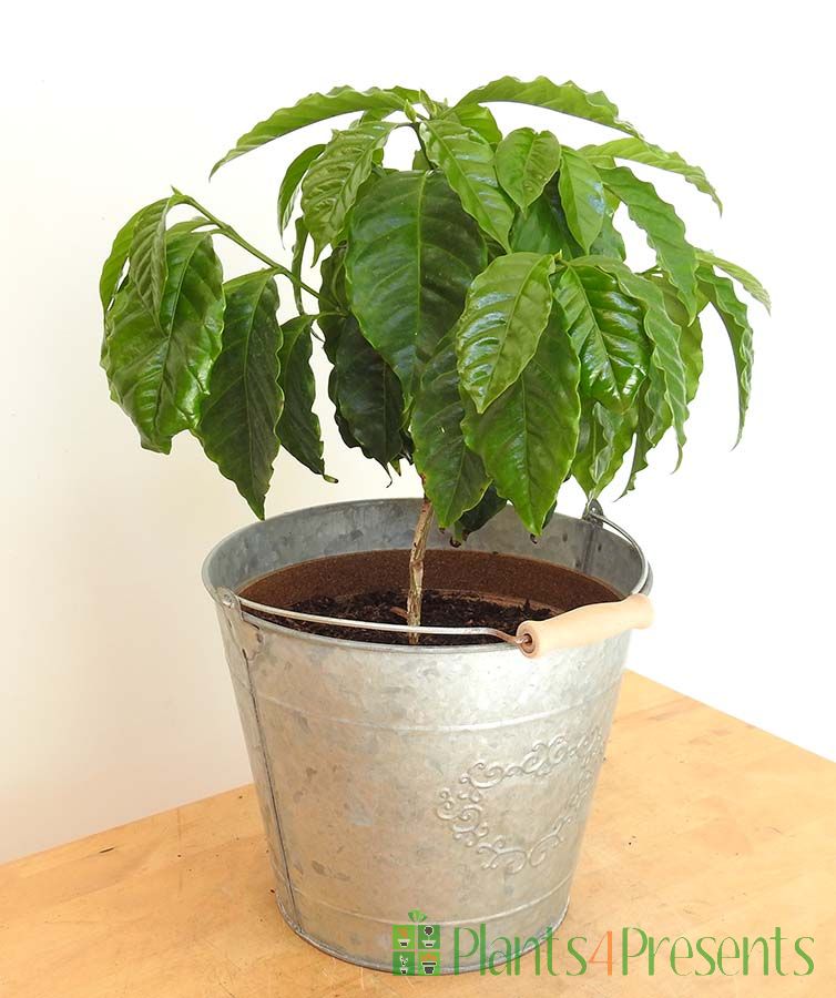 Large Coffee Plant