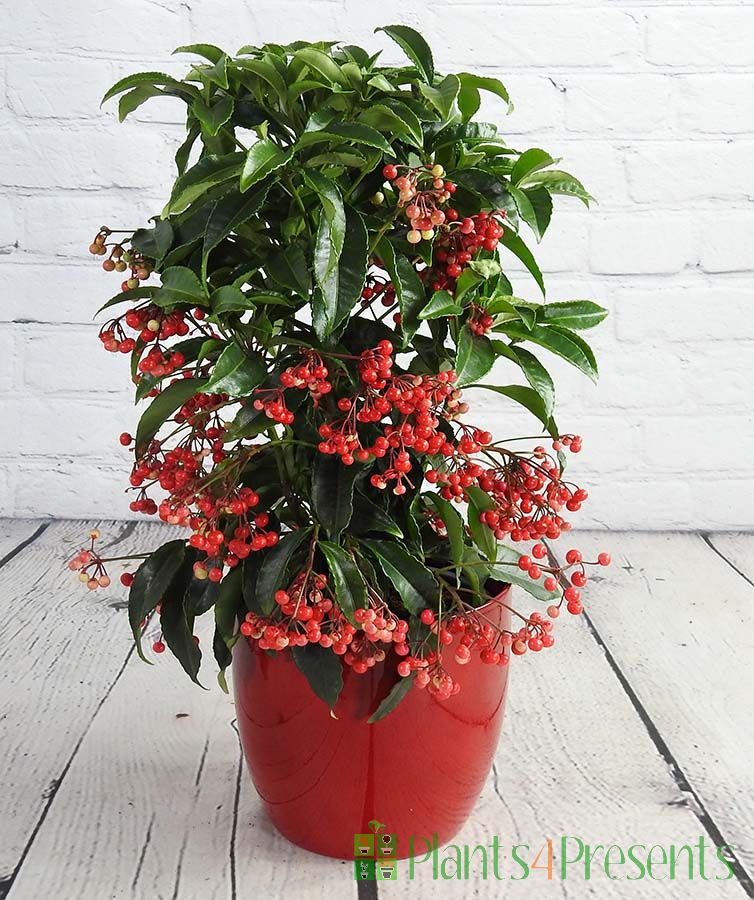 Coral berry 