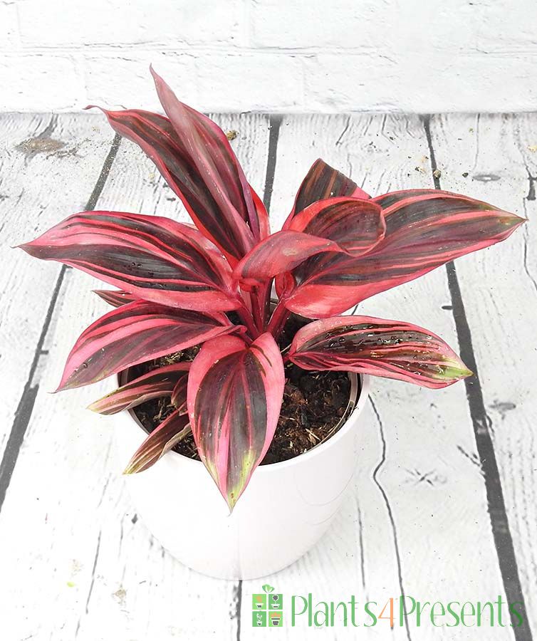 Cordyline Strawberry Queen