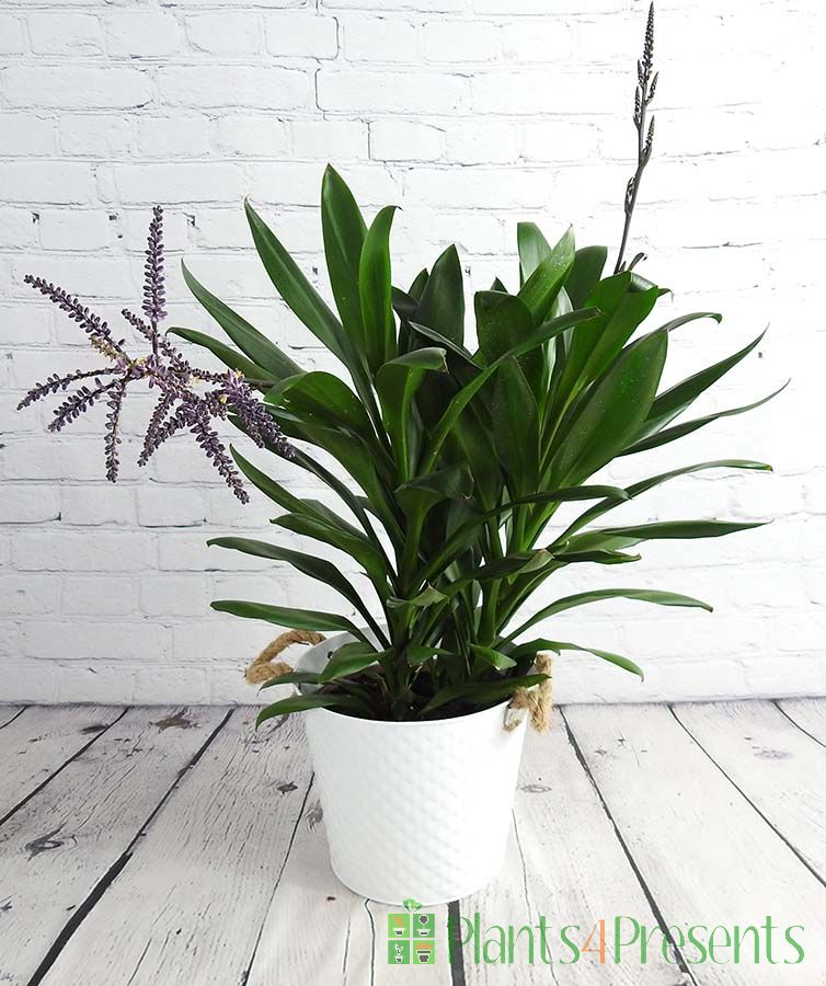 Cordyline glabra in flower