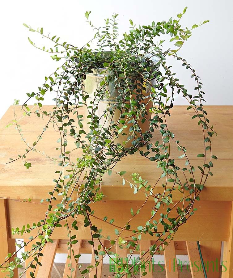 Cranberry Plant in metal pail