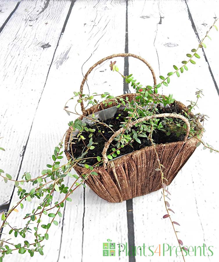 Cranberry plants in a banana leaf basket