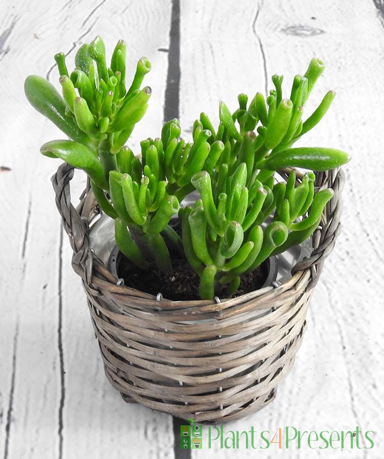 Crassula Hobbit in Brown Basket