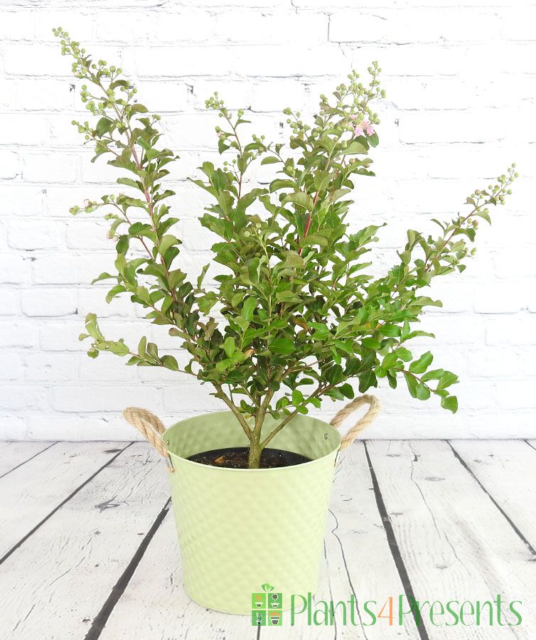 Lagerstroemia Plant in bud