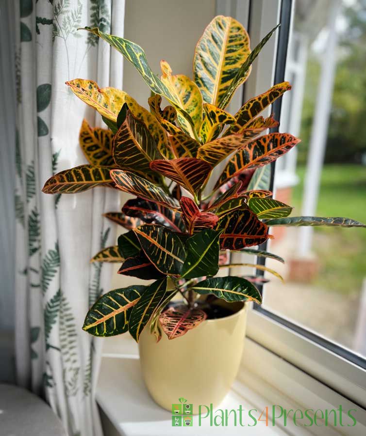 Croton houseplant