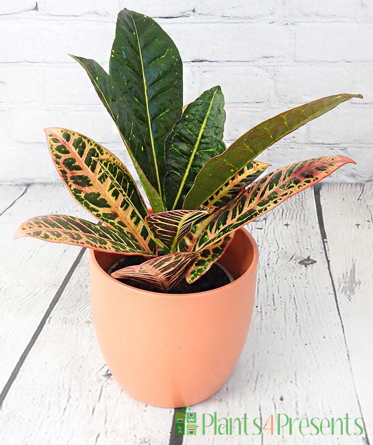 Croton Petra