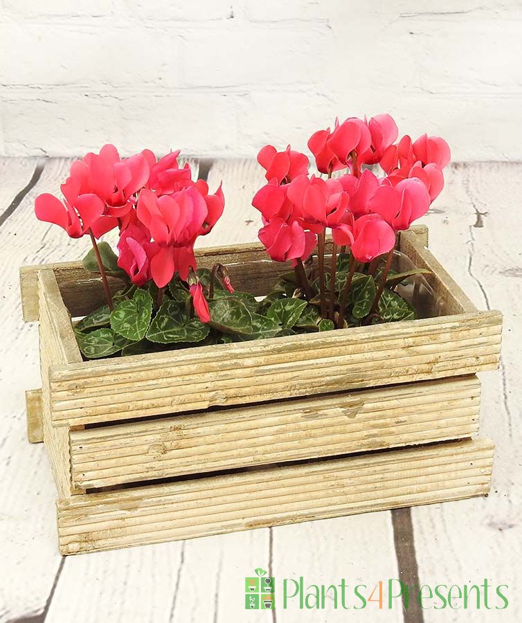 Cyclamen Box