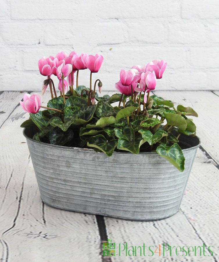 Cyclamen Planter         