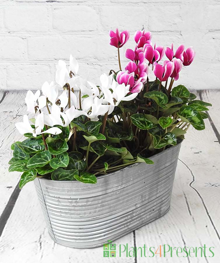 Cyclamen planter 2025