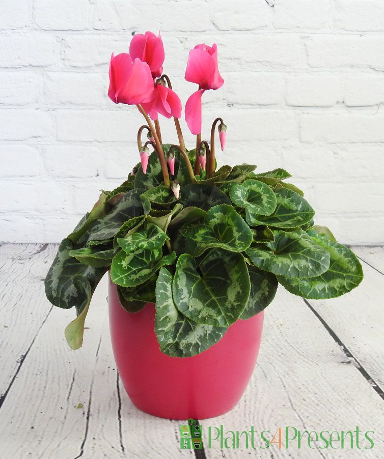 pink cyclamen