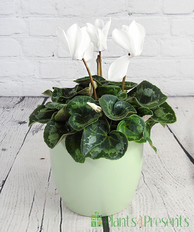 White Cyclamen pot