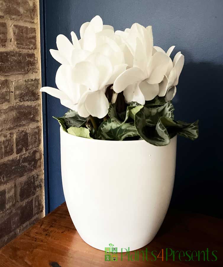 White cyclamen Pot