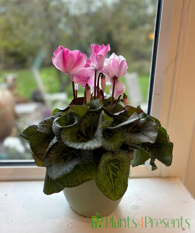 Cyclamen