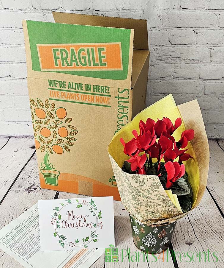 Cyclamen Pot with packaging and care instructions