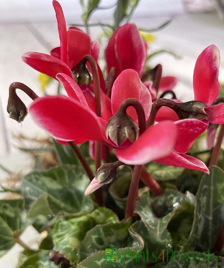 Cyclamen Planter