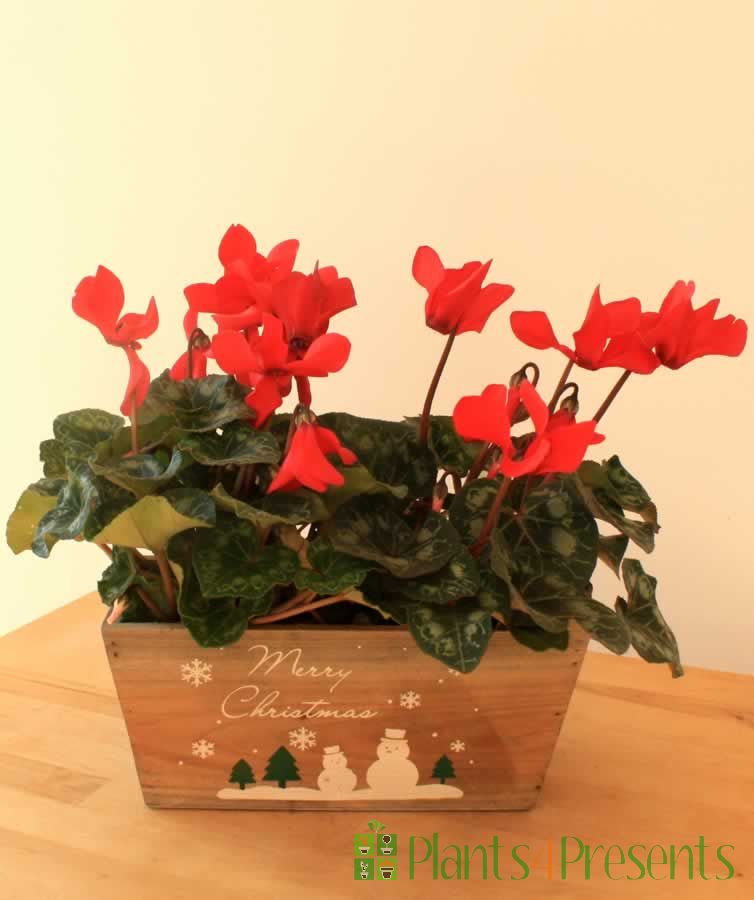 cyclamen in festive trough