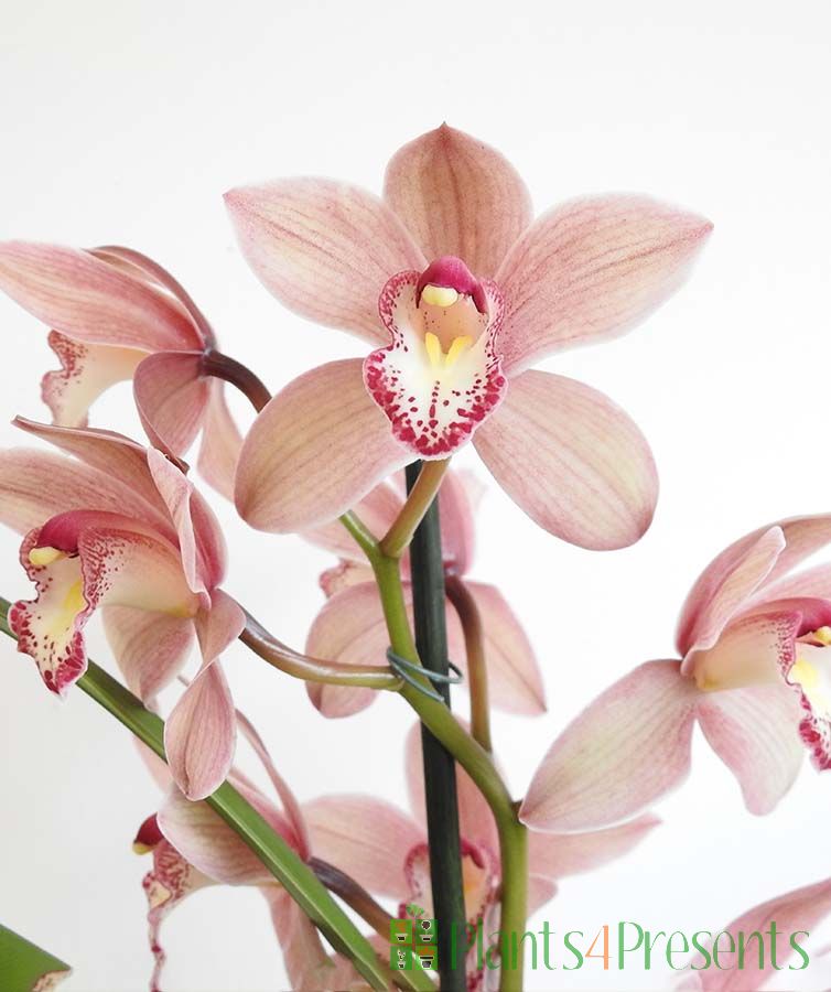 pink cymbidium flower