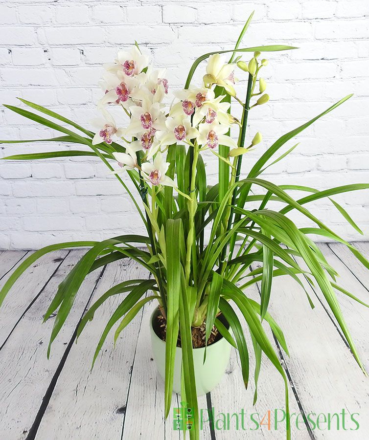 White Cymbidium