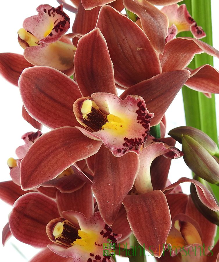 Burgundy Cymbidium close up of flowers