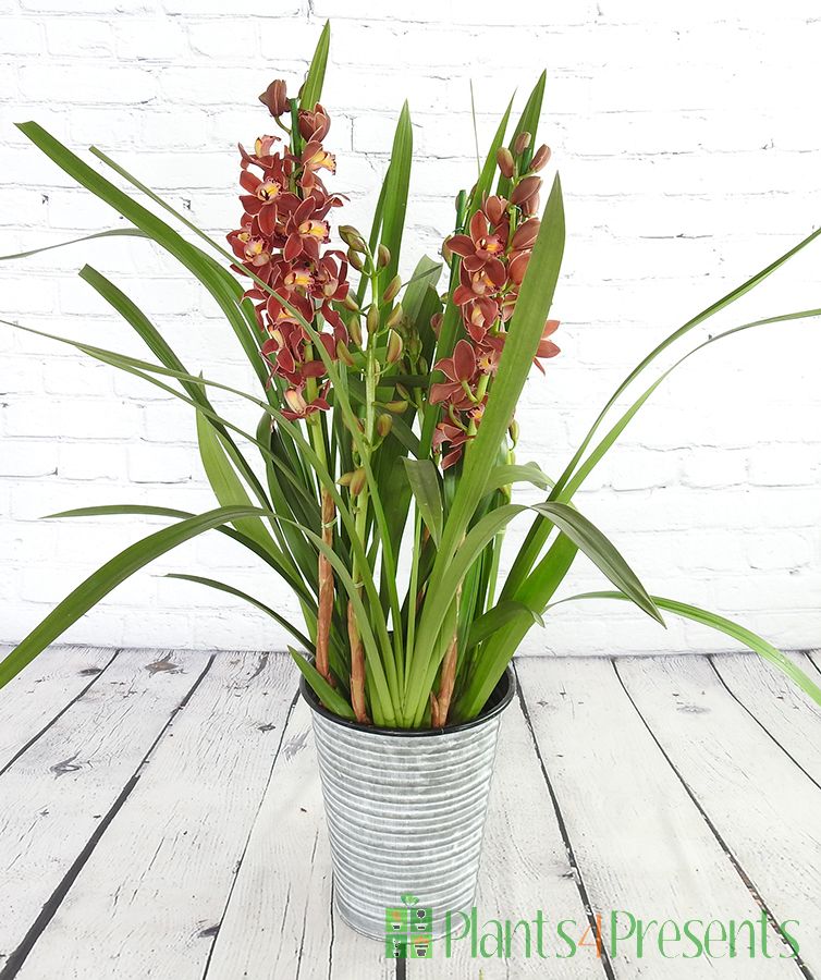 Burgundy Cymbidium