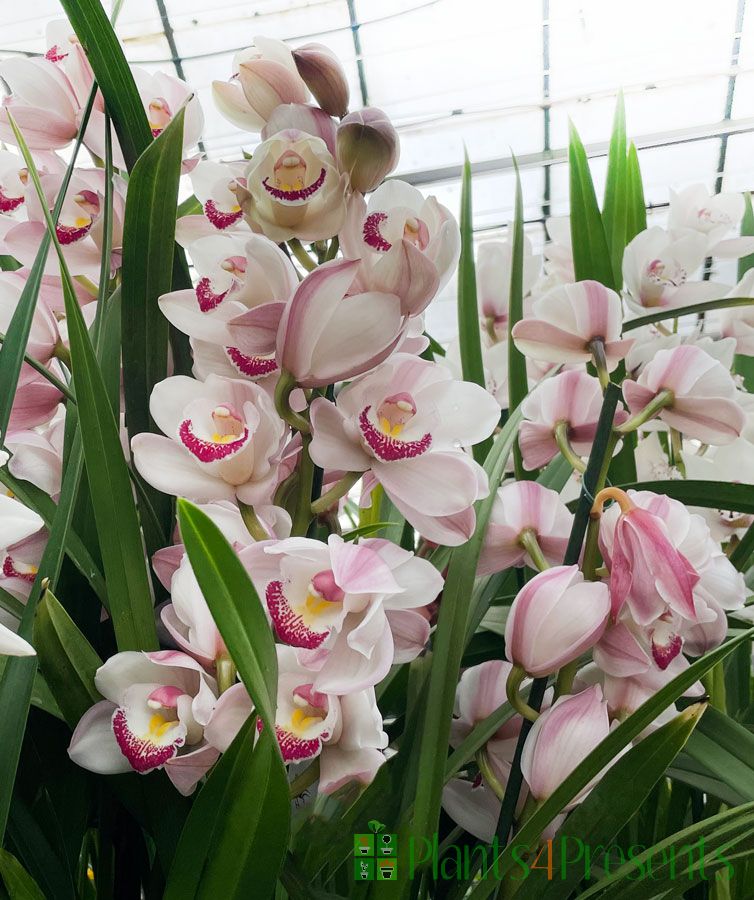 White Cymbidium