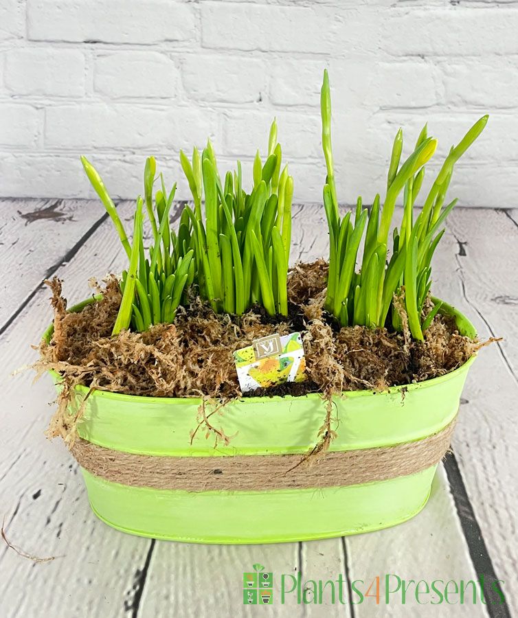 Freshly planted daffs