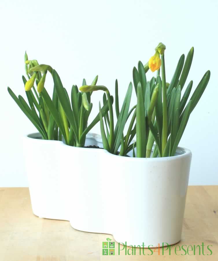 Windowsil Daffs          